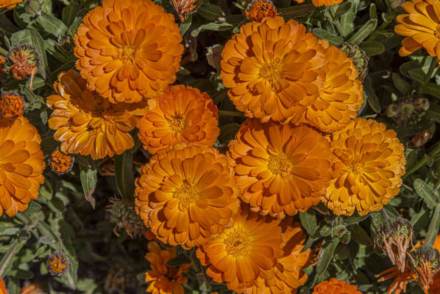 Flores naranjas - la Vall Fosca - Lleida - Catalunya.jpg